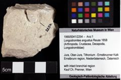 Foto (Objket + Etiketten) von Longodromites angustus (Reuss 1858) 